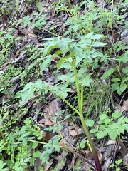 Angelica californica