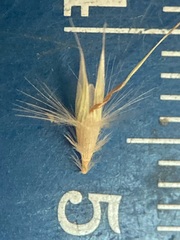 Rytidosperma unarede