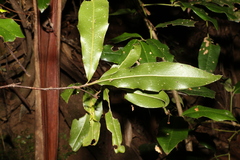 Macadamia ternifolia