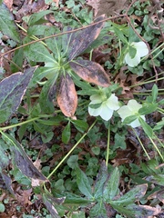 Helleborus orientalis