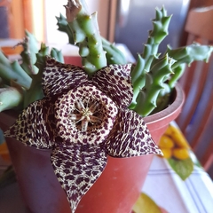Orbea variegata