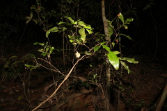 Macadamia ternifolia