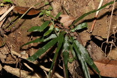 Asplenium attenuatum