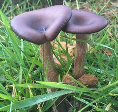 Pseudoclitocybe