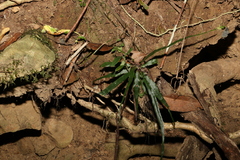 Asplenium attenuatum