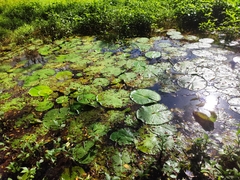 Nymphaea nouchali caerulea