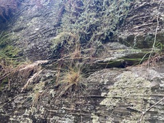 Rytidosperma unarede