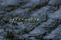Cordulegaster picta