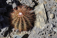 Melocactus macracanthos