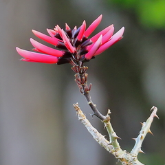 Erythrina pallida