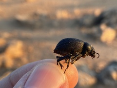 Pimelia cribra