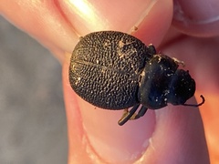 Pimelia cribra