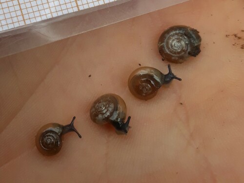 Garlic Snail, Eriksberg-Håga, Uppsala, Suède, photo 9 of 10