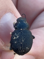 Pimelia cribra