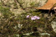 Sarcochilus ceciliae