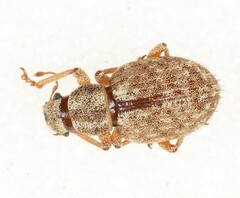 Strophosoma melanogrammum
