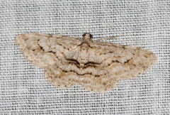 Didymoctenia exsuperata