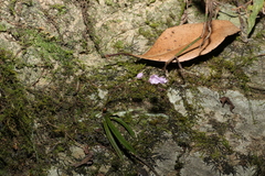 Sarcochilus ceciliae