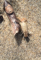 Megalorchestia corniculata