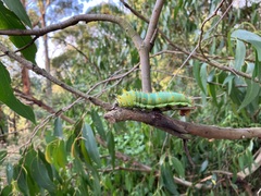 Opodiphthera eucalypti
