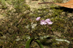 Sarcochilus ceciliae
