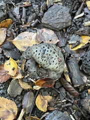 Cyttaria hariotii