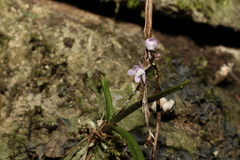 Sarcochilus ceciliae