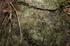 Sarcochilus ceciliae