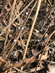 Lithospermum officinale