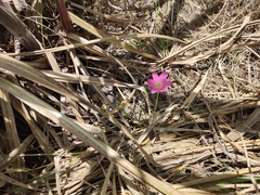 Liliales