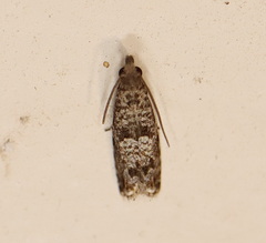 Holocola triangulana