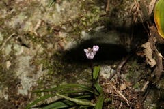 Sarcochilus ceciliae