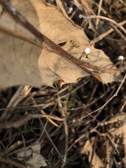 Lithospermum officinale