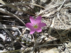 Liliales