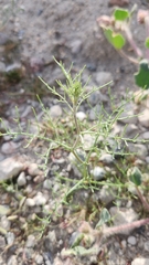 Chaenactis carphoclinia