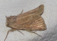 Photedes fluxa