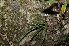 Sarcochilus ceciliae