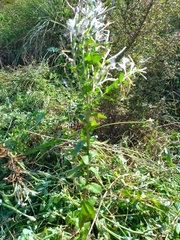 Epilobium billardiereanum