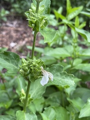 Poikilacanthus glandulosus