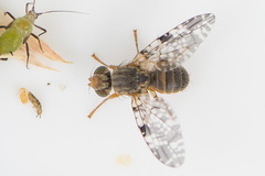 Tephritis vespertina