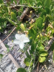 Jacquemontia reclinata