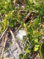 Jacquemontia reclinata