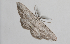 Phelotis cognata