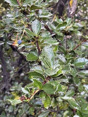 Berberis ilicifolia