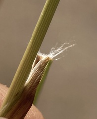 Rytidosperma unarede
