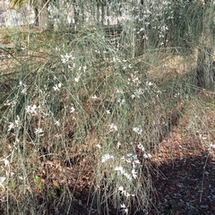 Retama monosperma