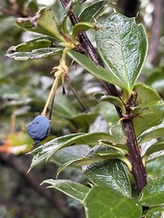 Berberis ilicifolia