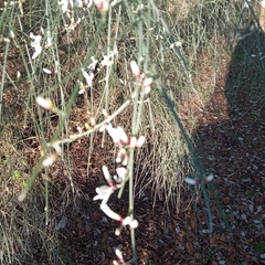 Retama monosperma