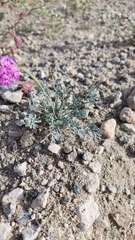 Eschscholzia minutiflora