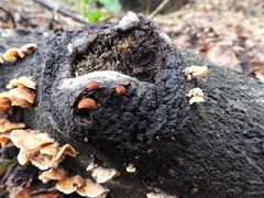 Anthracophyllum discolor